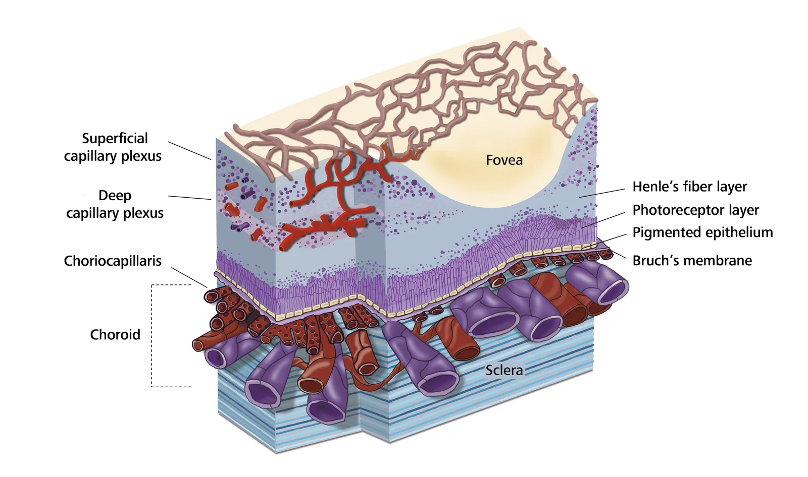 Anatomical illustration of a retinal and choroidal cross-section block, with the superficial and deep capillary plexus above, the foveal depression in cream, a dense violet photoreceptor layer, Bruch's membrane, and large red and purple choroidal vessels resting on the layered blue sclera, all labelled with leader lines.